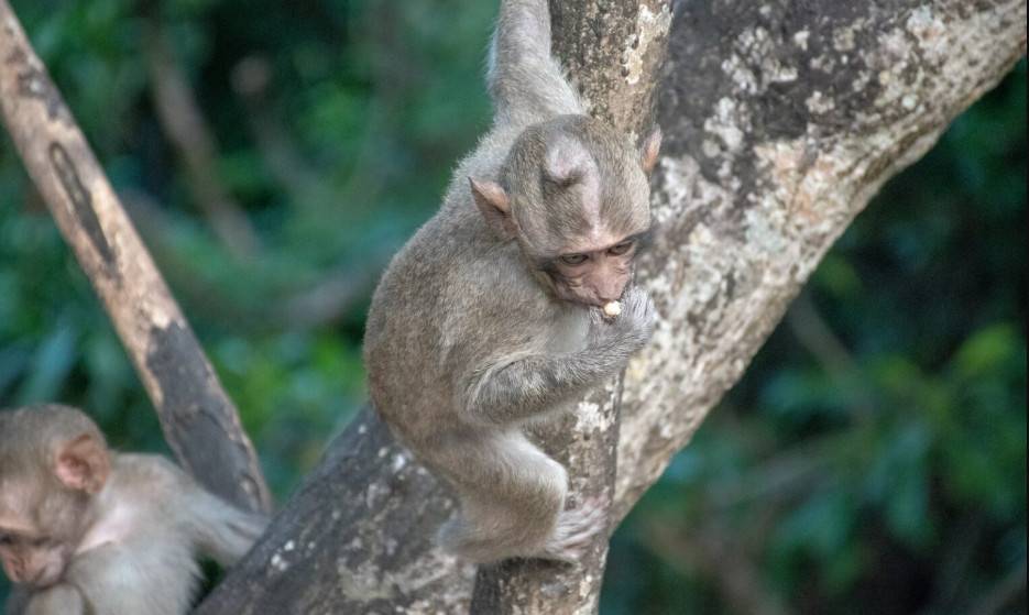 o segredo dos animais